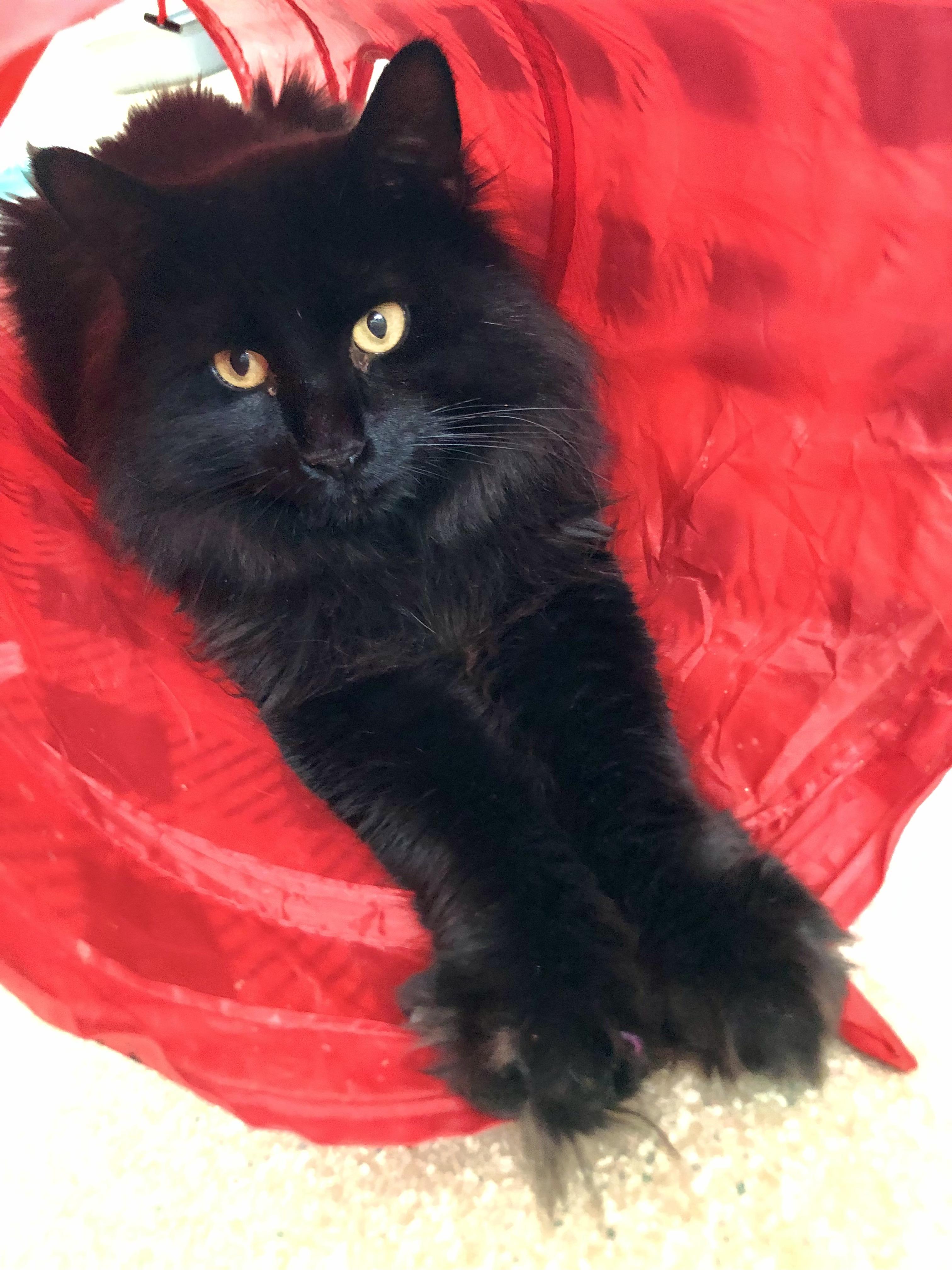 Enlarge Panna Cotta, an adopted Domestic Medium Hair in Salisbury, MA image 4/6