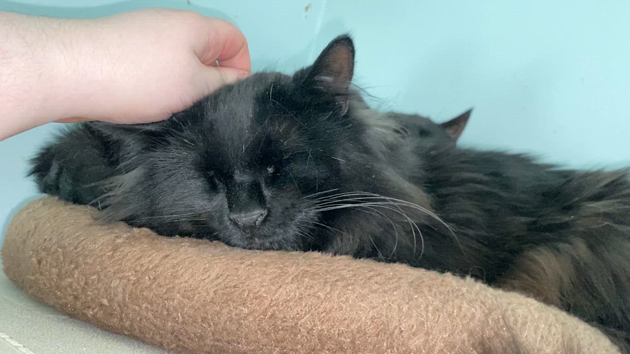 Enlarge Panna Cotta, an adopted Domestic Medium Hair in Salisbury, MA video 5/6