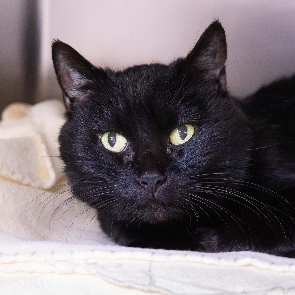 Glass Window, Adoptable, Adult Female Domestic Short Hair & Domestic Medium Hair.