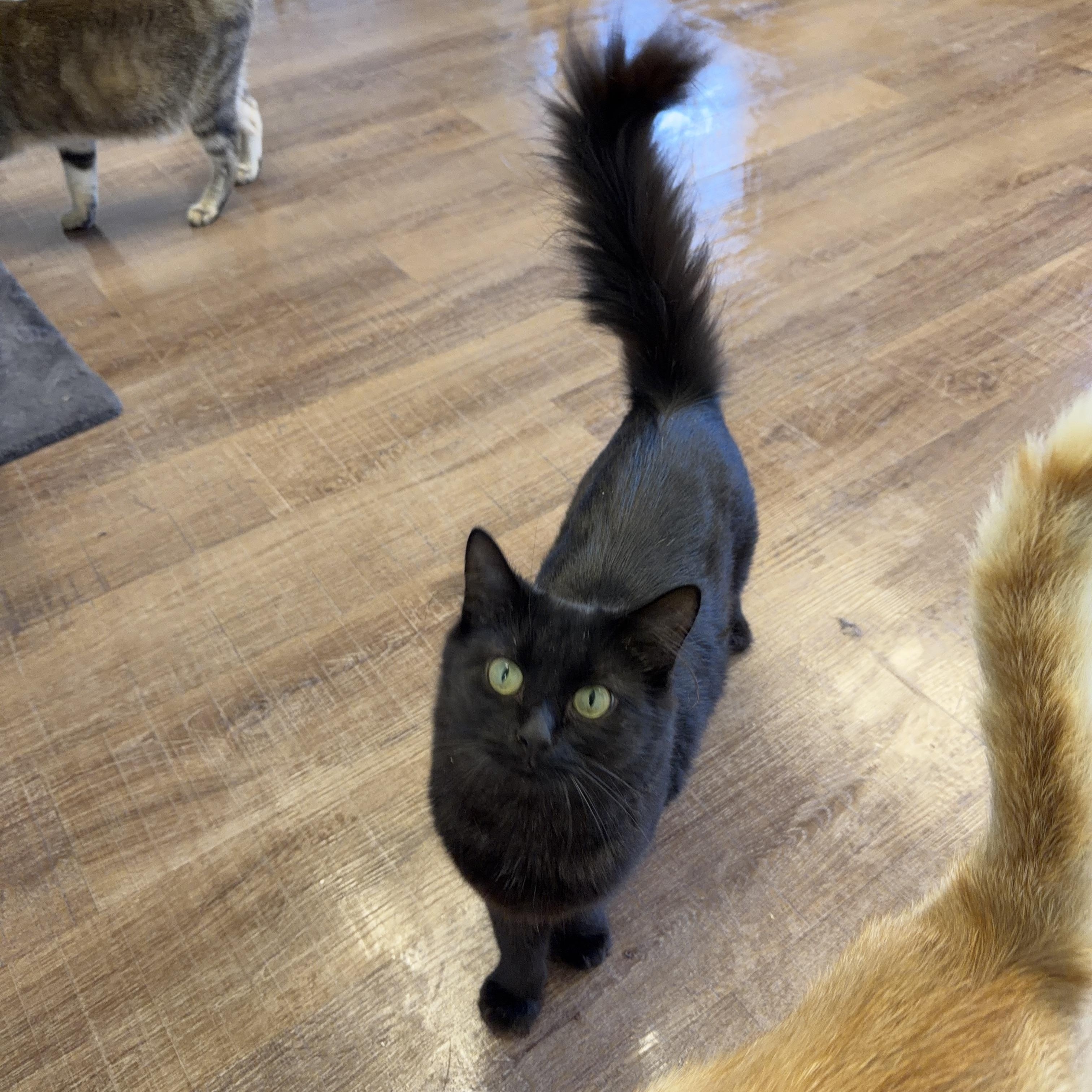 Enlarge Sidney, a Adopted Domestic Medium Hair in Alma, MI image 2/2