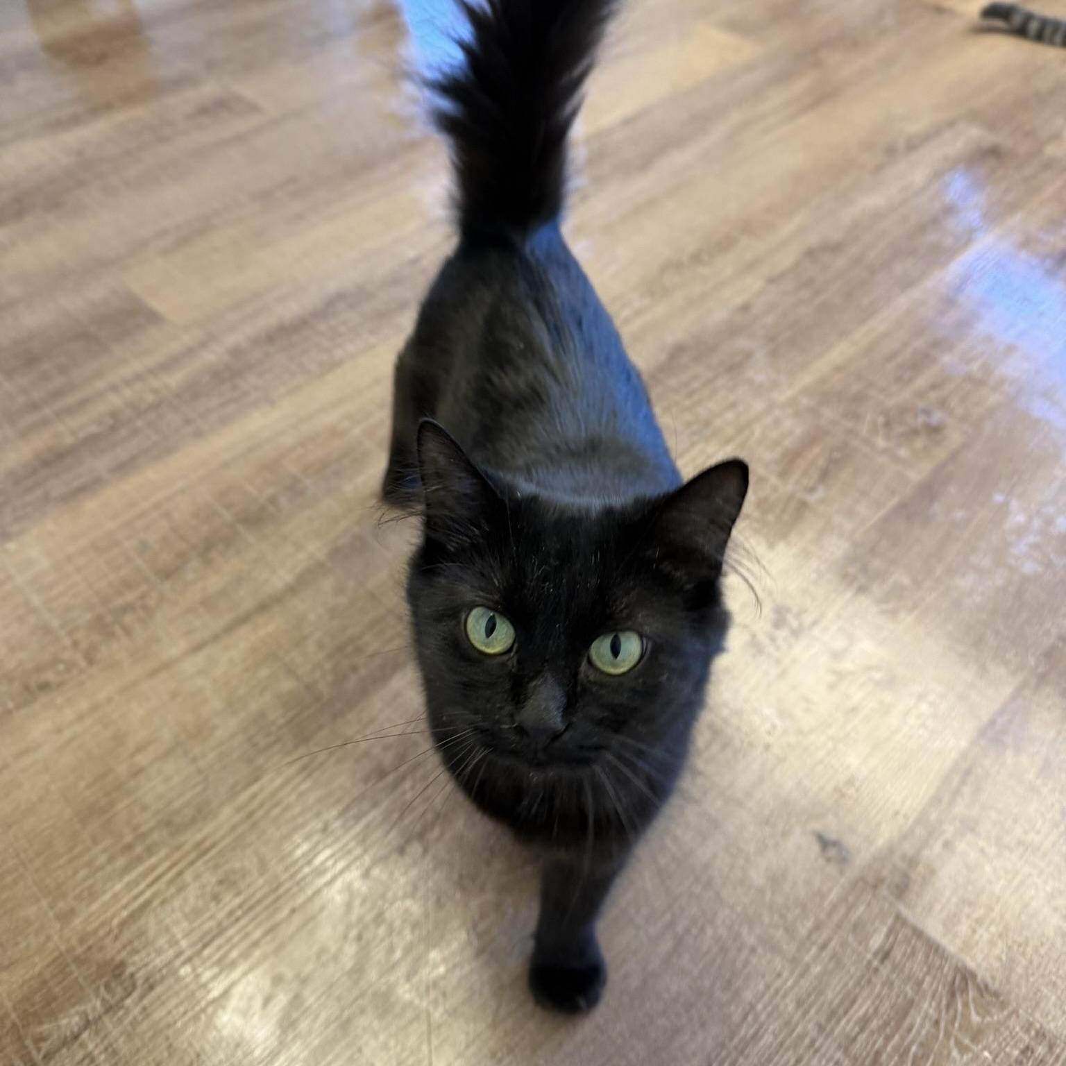 Sidney, Adopted, Adult Female Domestic Medium Hair.