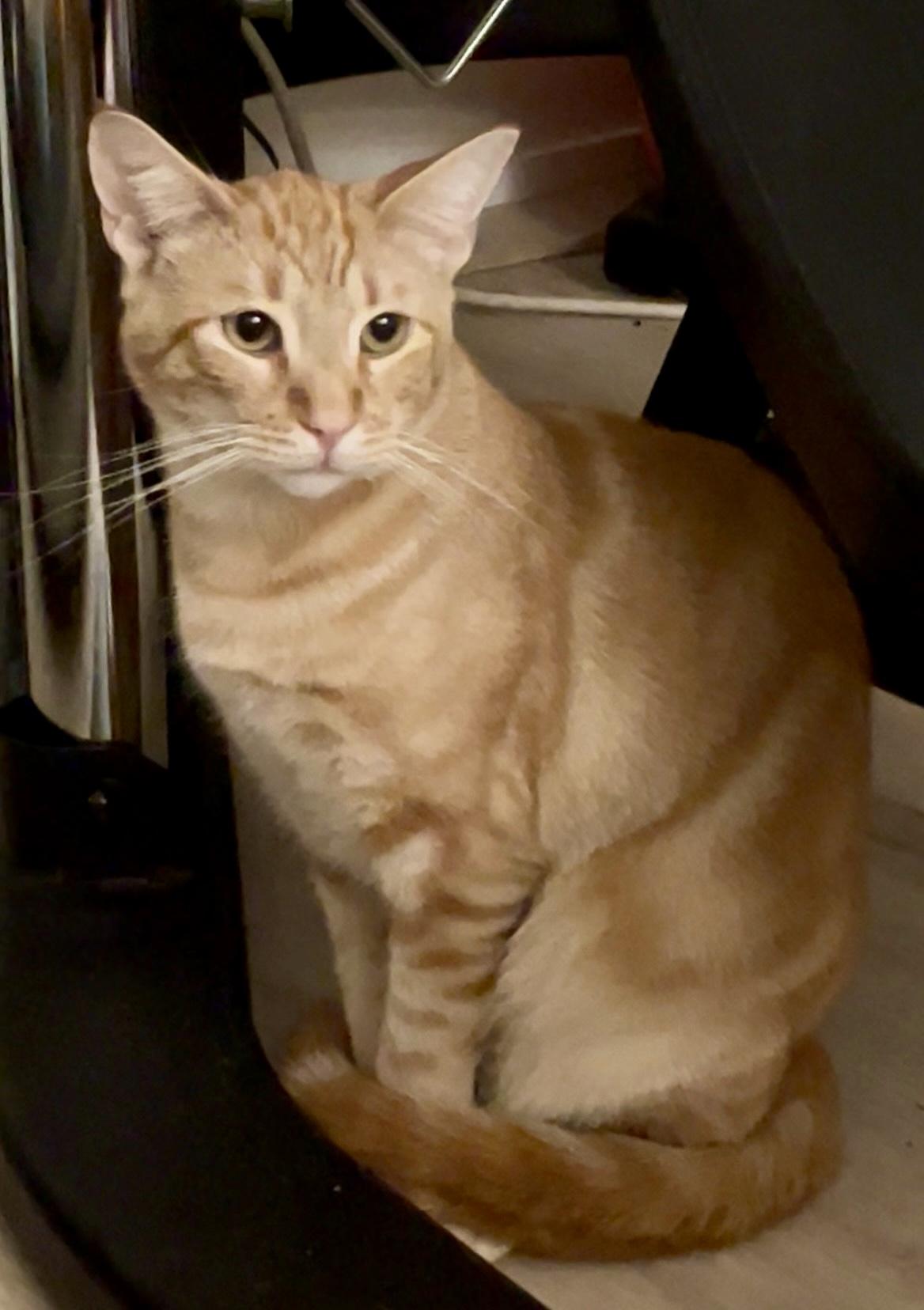 Enlarge Clementine, a Adoptable Tabby in Bethel, CT image 6/6