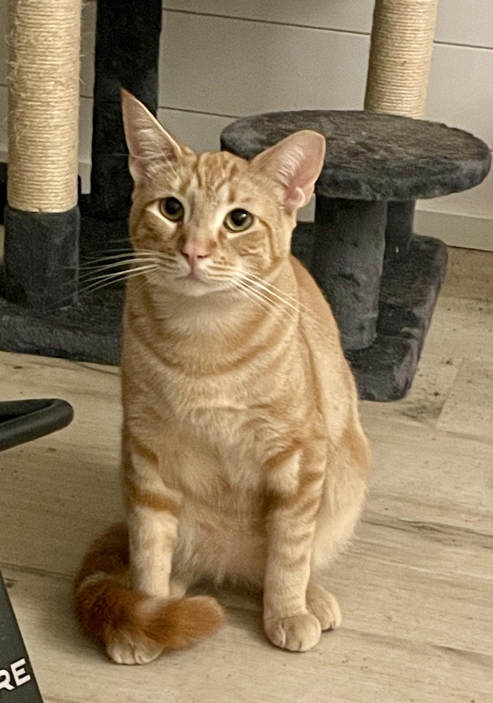Enlarge Clementine, a Adoptable Tabby in Bethel, CT image 5/6