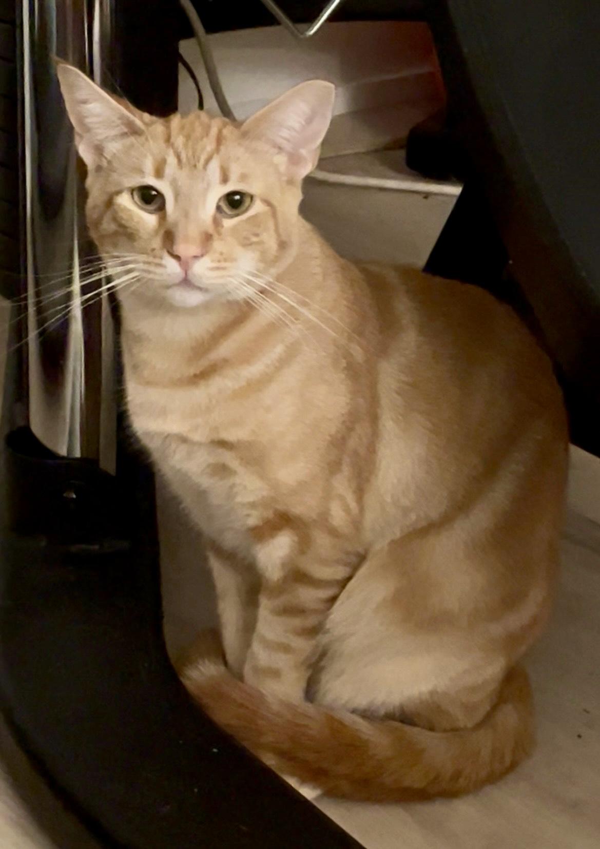 Enlarge Clementine, a Adoptable Tabby in Bethel, CT image 4/6