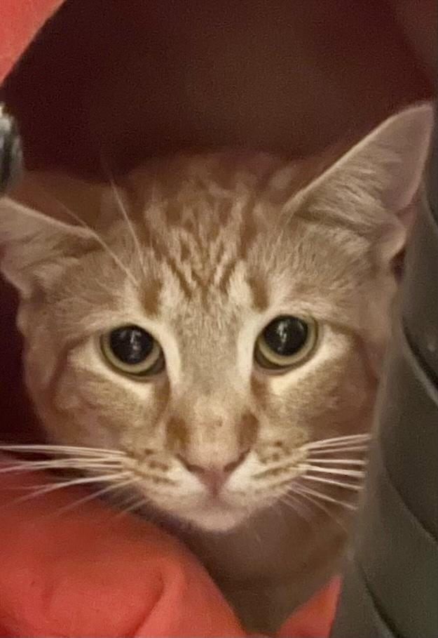Enlarge Clementine, a Adoptable Tabby in Bethel, CT image 3/6
