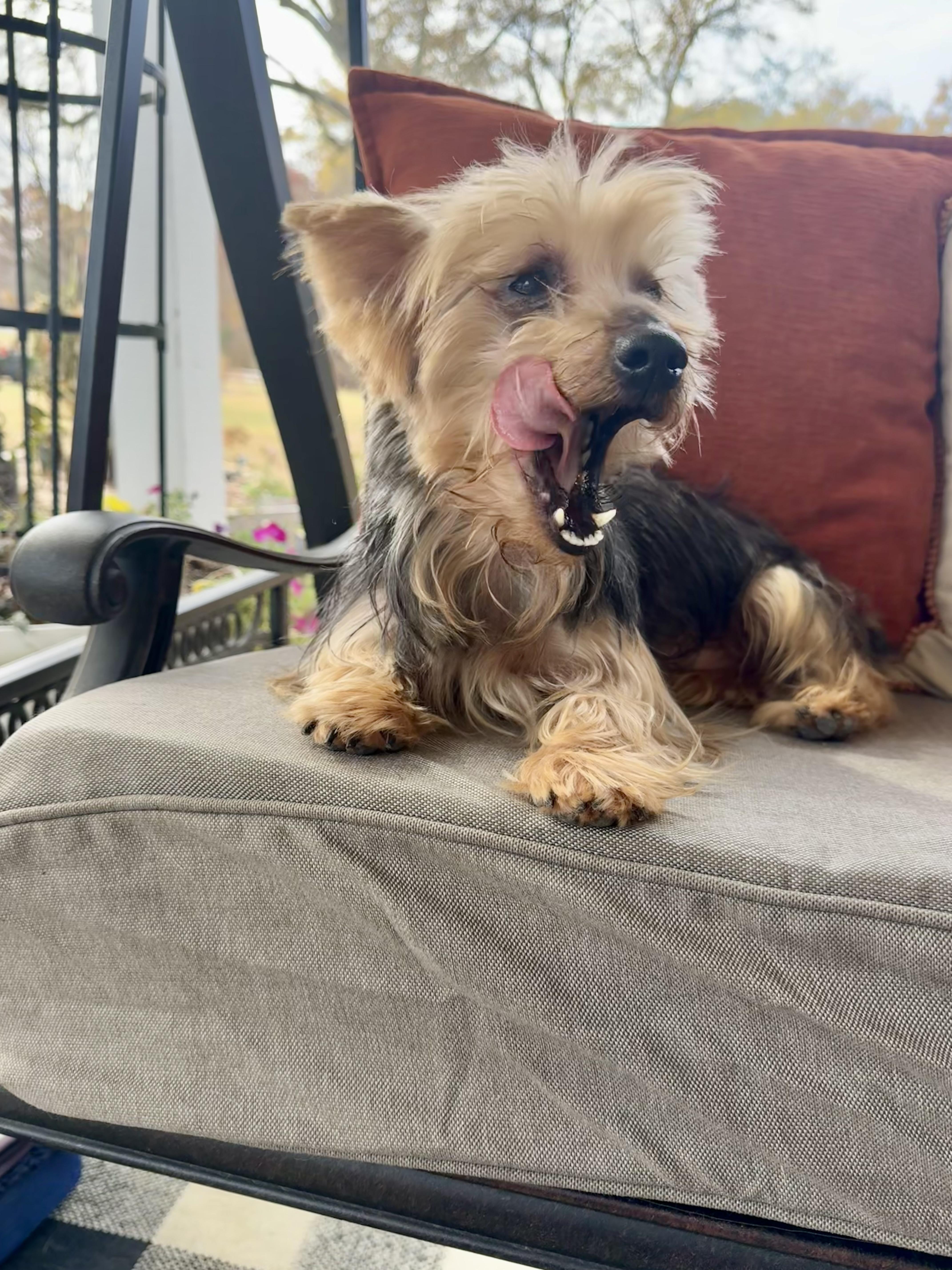 Nicholas, a Adoptable Yorkshire Terrier in Monroe, NC image 2/2