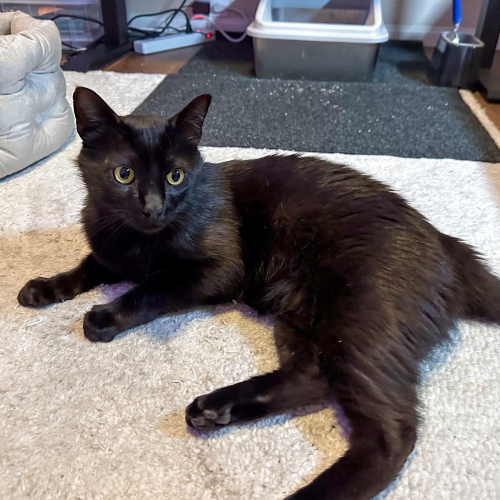 Vader, Adoptable, Adult Male Domestic Short Hair.