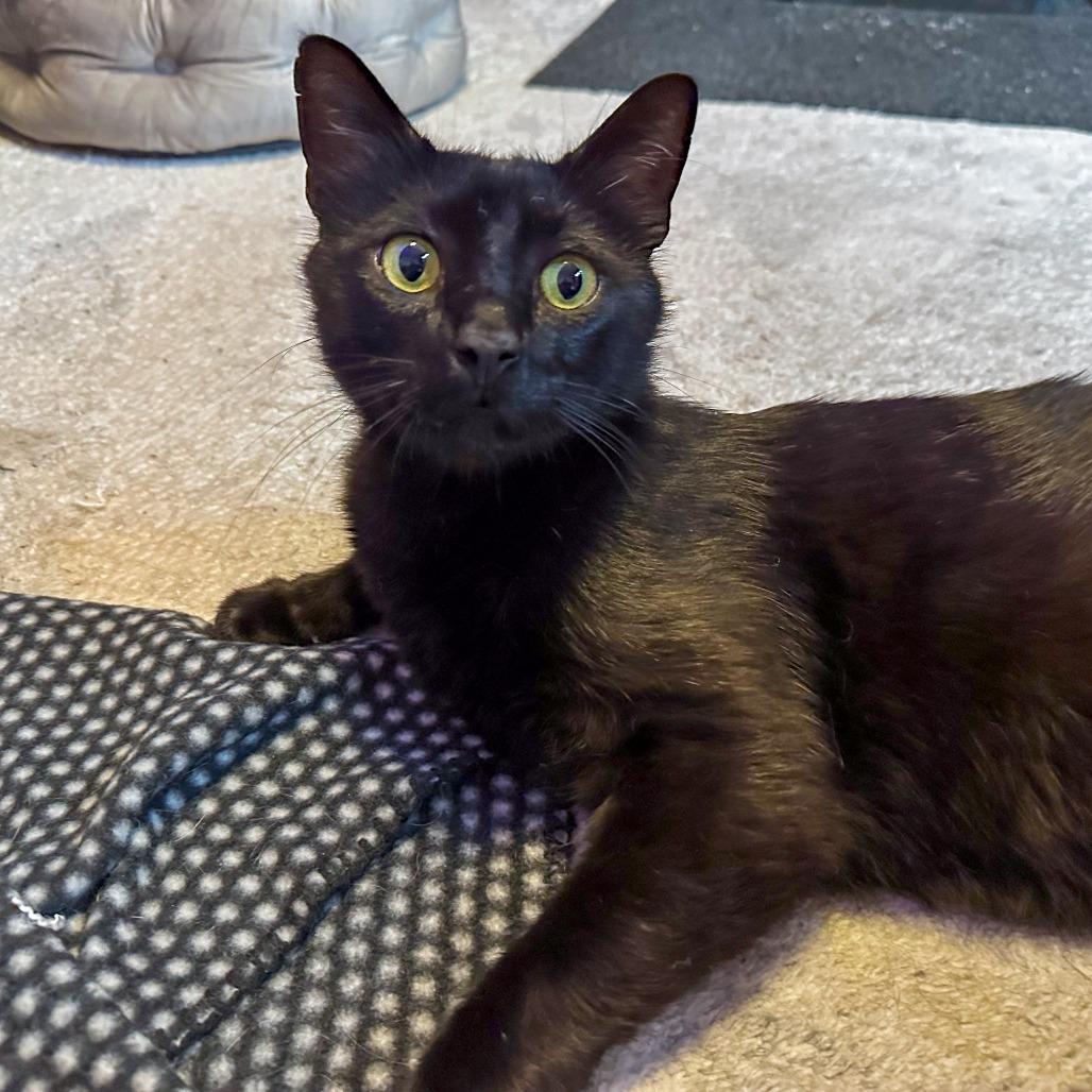 Vader, a Adoptable Domestic Short Hair in San Diego, CA image 2/2