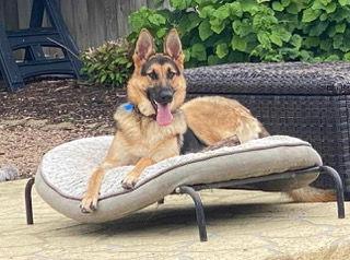 Enlarge HONOR, a Adoptable German Shepherd Dog in Katy, TX image 1/3