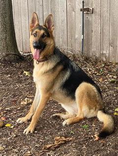 Enlarge HONOR, a Adoptable German Shepherd Dog in Katy, TX image 3/3