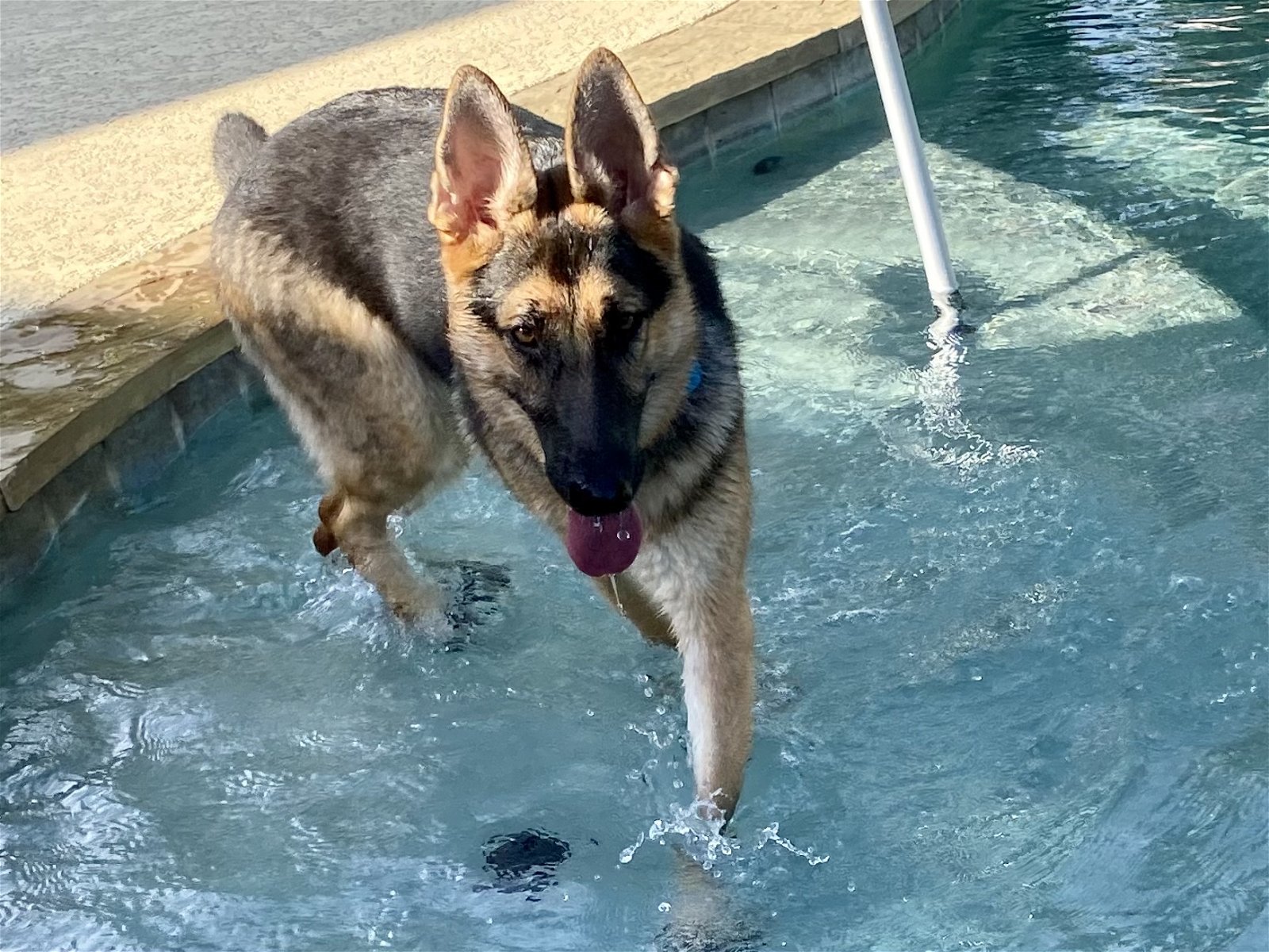 Enlarge HONOR, a Adoptable mixed breed in Katy, TX image 7/13