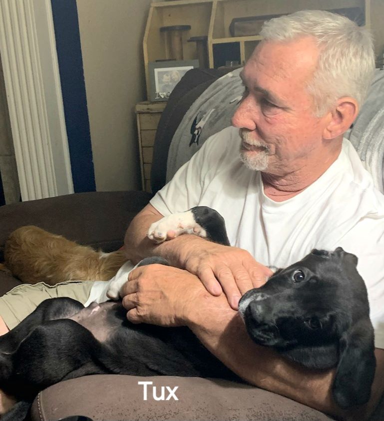 Tux, a Adopted mixed breed in Warren, RI image 1/6