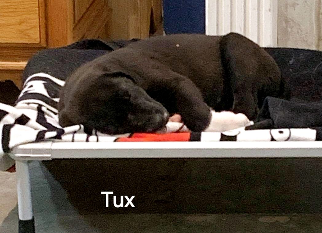 Tux, a Adopted mixed breed in Warren, RI image 2/6