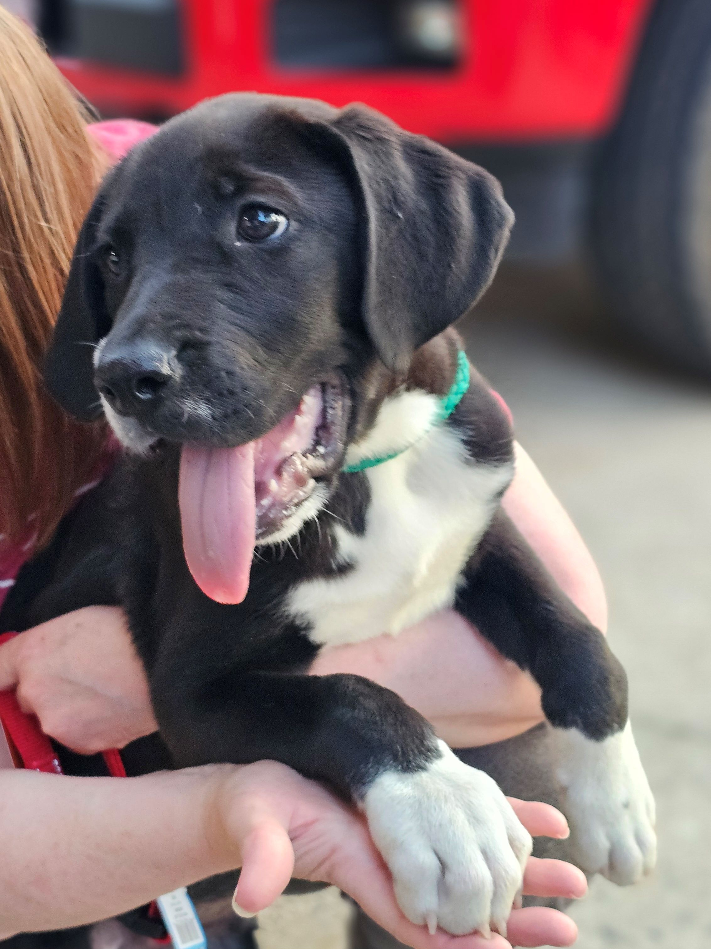 Tux, a Adopted mixed breed in Warren, RI image 3/6