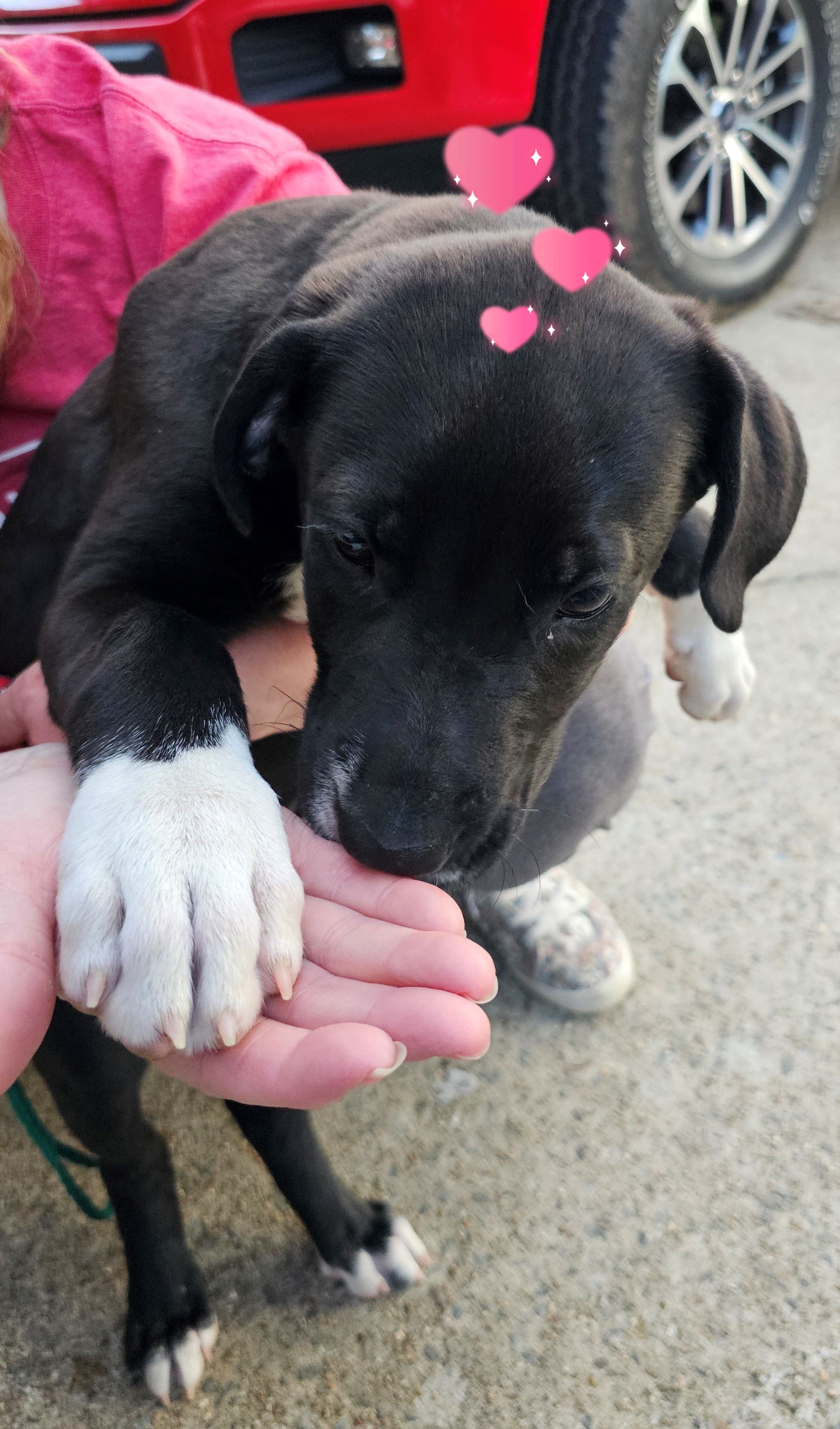 Tux, a Adopted mixed breed in Warren, RI image 4/6