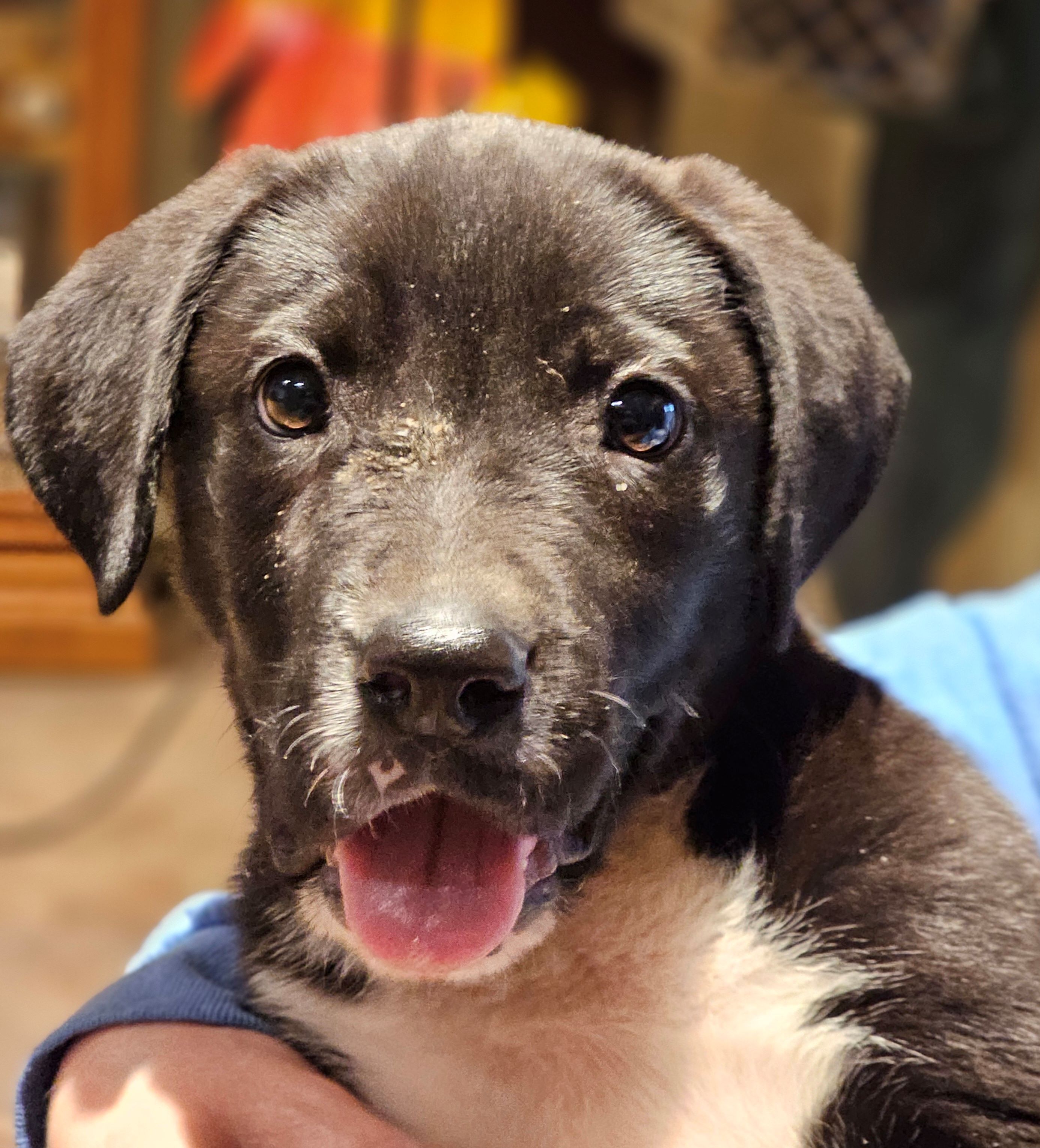 Tux, a Adopted mixed breed in Warren, RI image 5/6