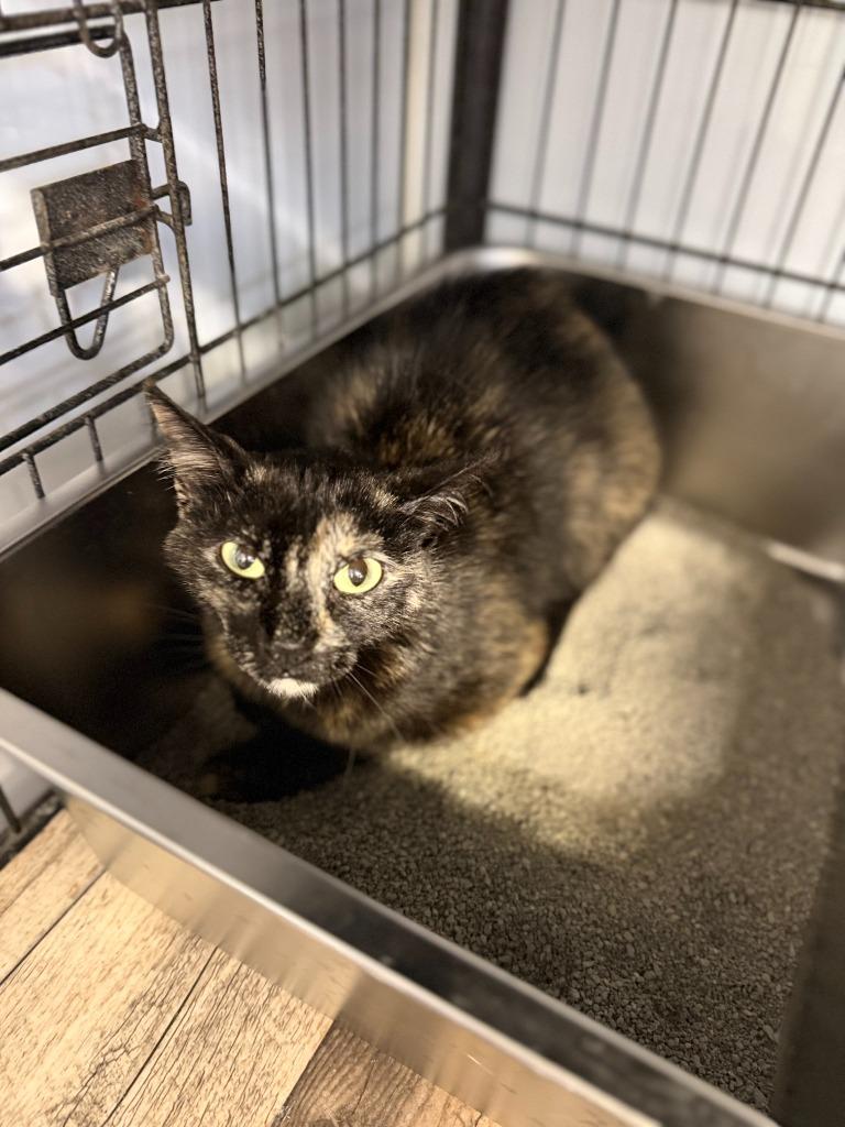 MIGUELLA, Adoptable, Young Female Domestic Short Hair.