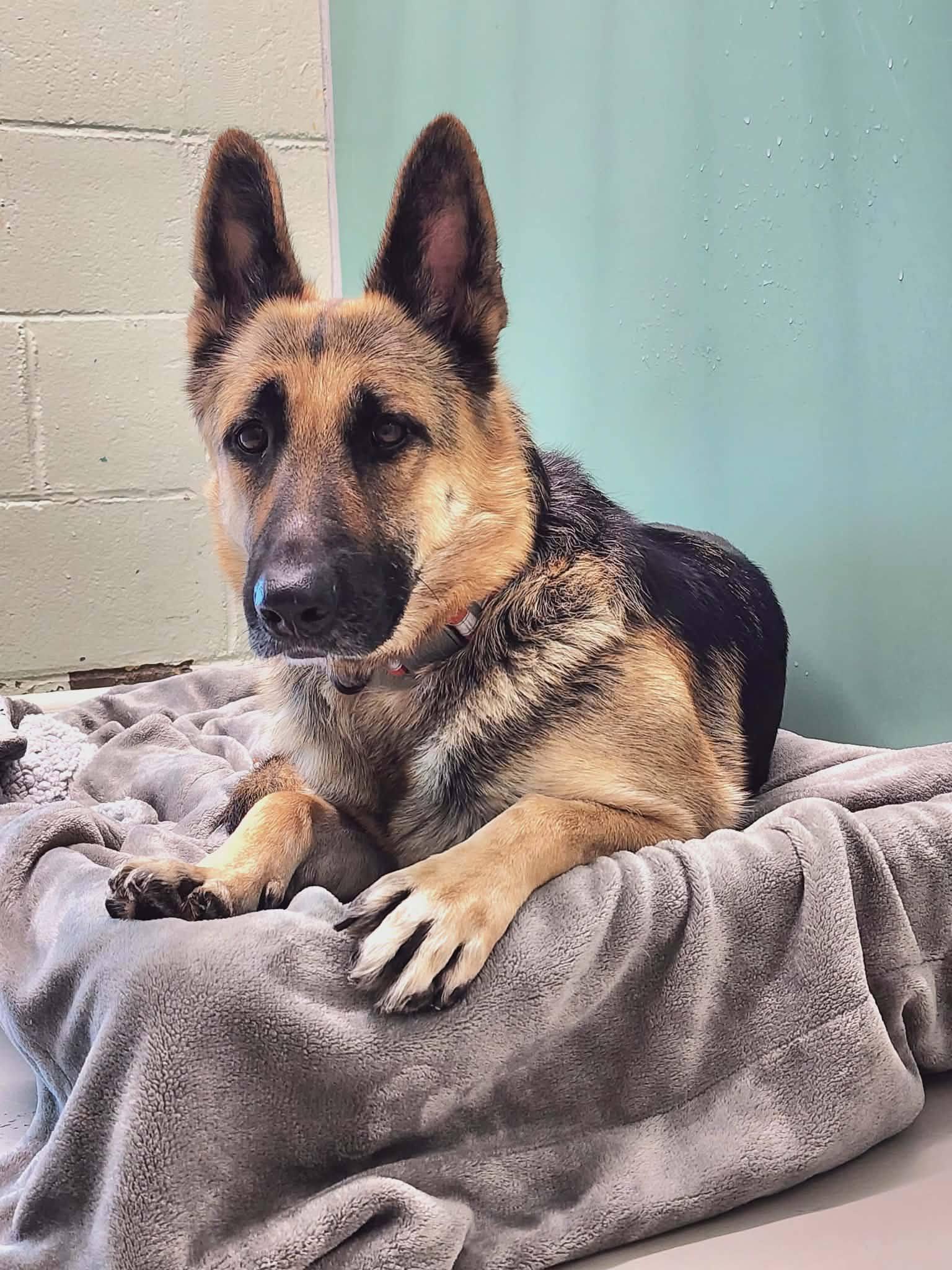Enlarge Nova , a ADOPTABLE German Shepherd Dog in Levittown, NY image 2/3
