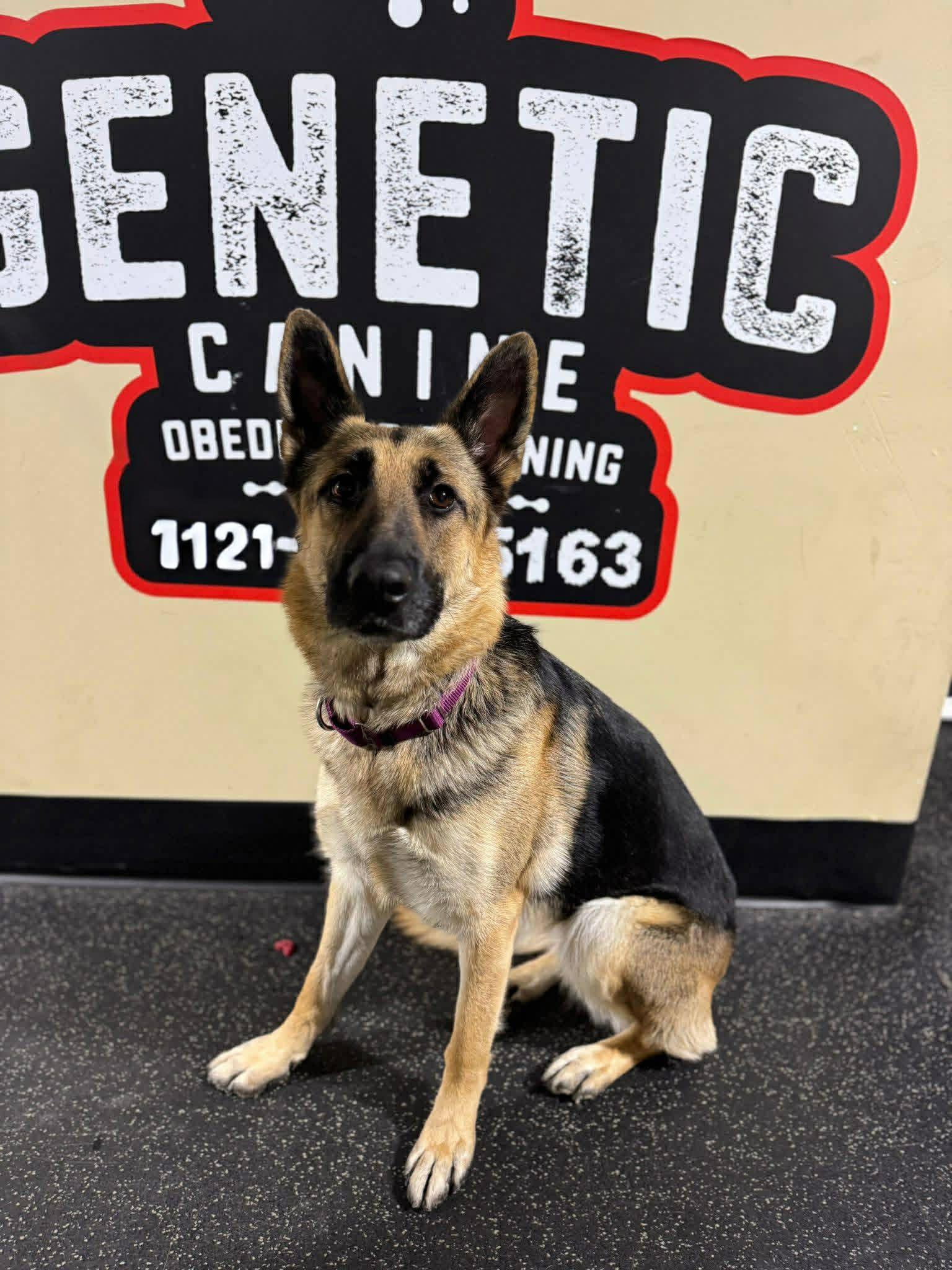 Nova , ADOPTABLE, Young Female German Shepherd Dog.
