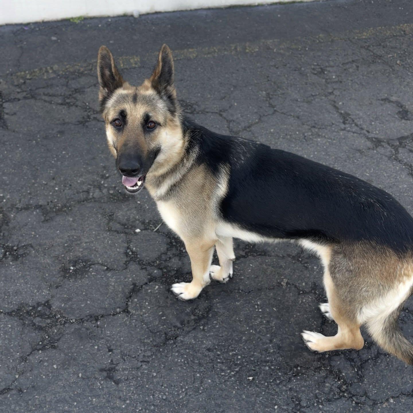 Nova , ADOPTABLE, Young Female German Shepherd Dog.