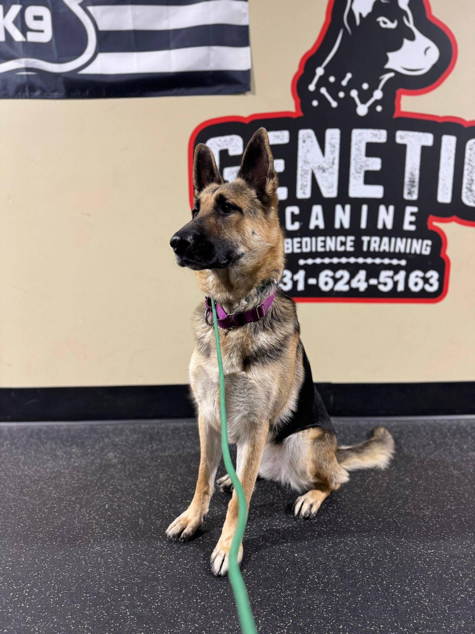 Enlarge Nova , a ADOPTABLE German Shepherd Dog in Levittown, NY image 3/3