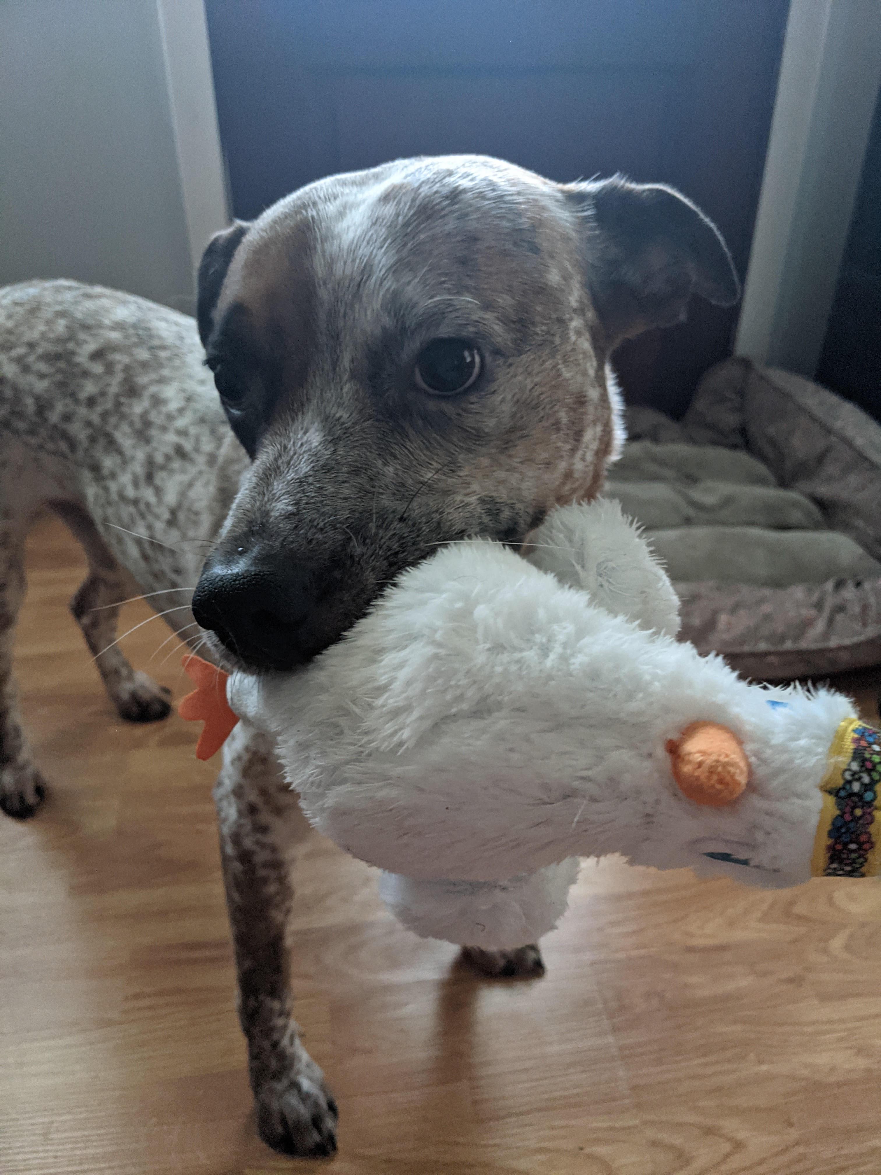 Rocco, Adoptable, Adult Male Australian Cattle Dog / Blue Heeler.