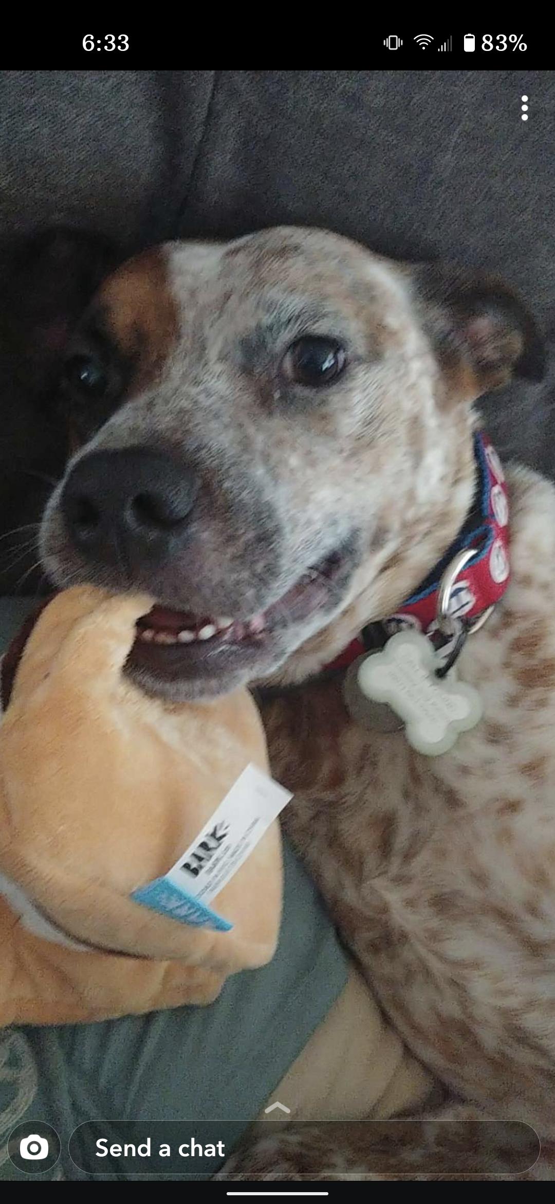 Rocco, a Adoptable Australian Cattle Dog / Blue Heeler in Bergen, NY image 3/6