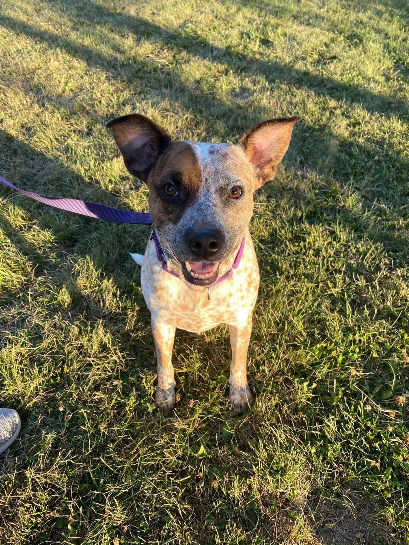 Rocco, a Adoptable Australian Cattle Dog / Blue Heeler in Bergen, NY image 4/6
