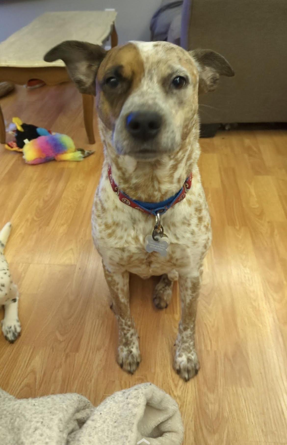 Rocco, Adoptable, Adult Male Australian Cattle Dog / Blue Heeler.