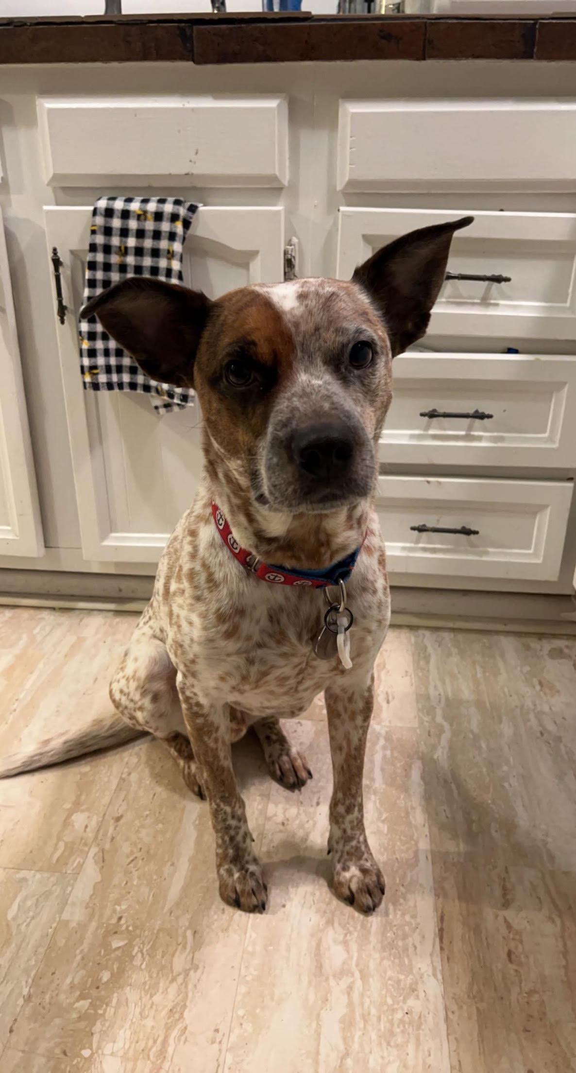 Rocco, a Adoptable Australian Cattle Dog / Blue Heeler in Bergen, NY image 6/6