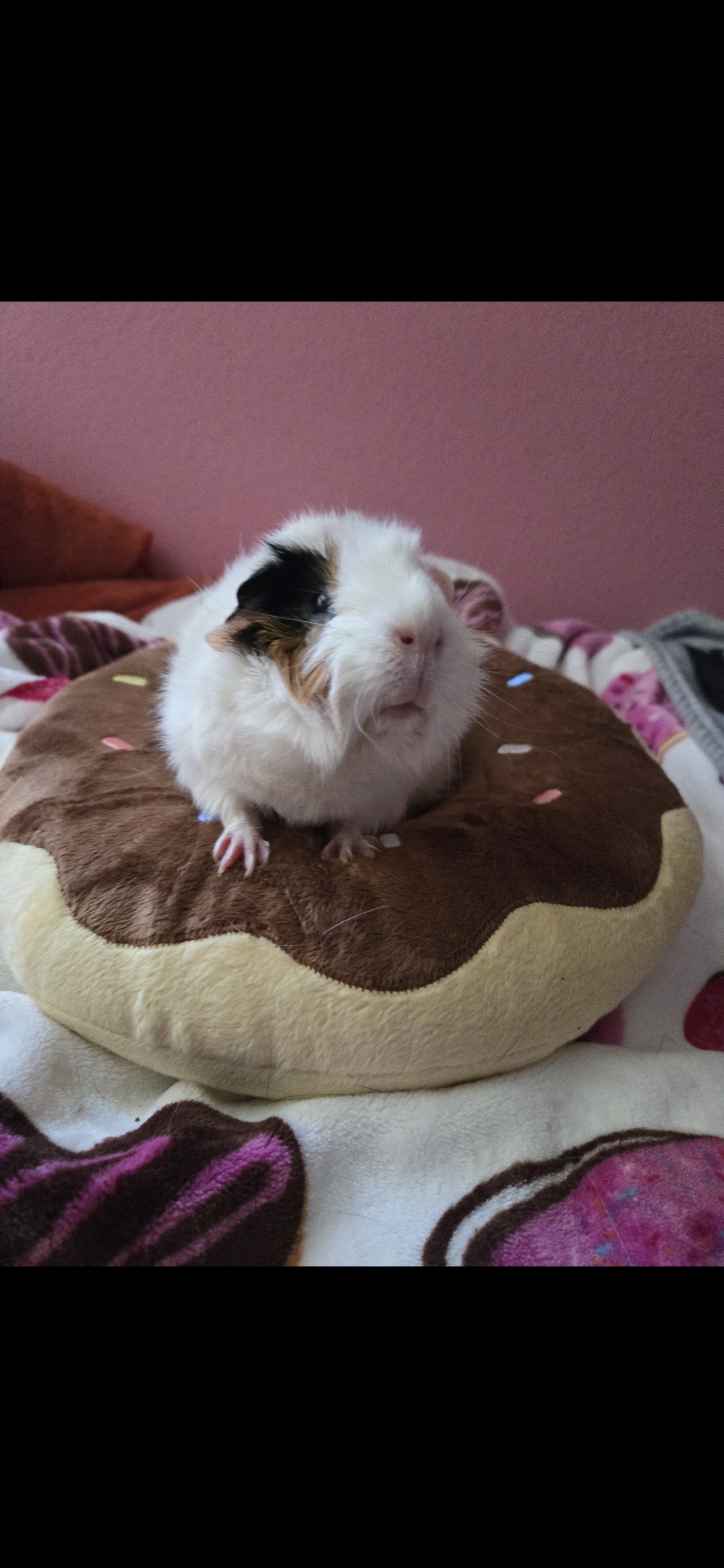 Enlarge Tilly, a Adopted Abyssinian in Santa Clarita, CA image 1/2