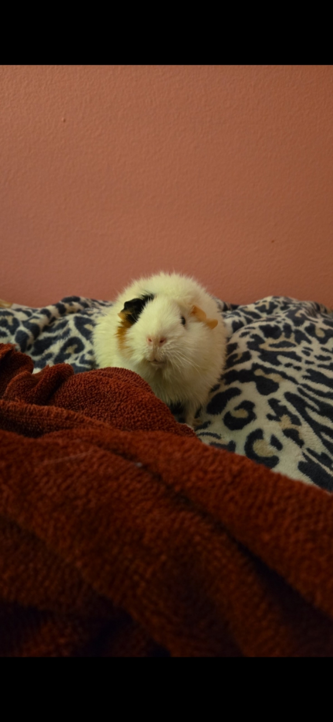 Enlarge Tilly, a Adopted Abyssinian in Santa Clarita, CA image 2/2