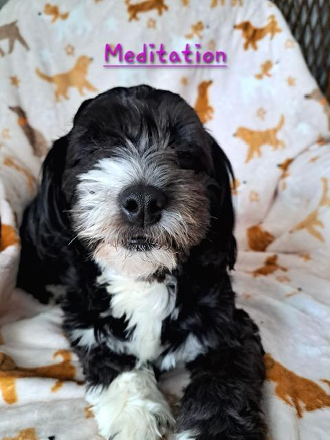 Enlarge Sasha, a ADOPTABLE Shih poo in Maitland, FL image 3/3
