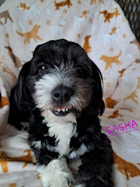 Enlarge Sasha, a ADOPTABLE Shih poo in Maitland, FL image 2/3