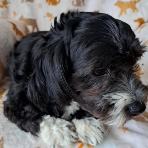 Sasha, ADOPTABLE, Young Female Shih poo.