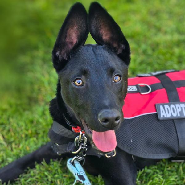 Paxton, Adoptable, Young Male Doberman Pinscher.