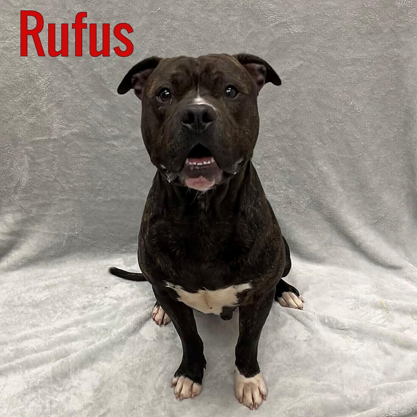 Enlarge Rufus, a ADOPTABLE mixed breed in Pleasantville, NJ image 1/1