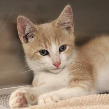 26-01237, adopted, Young Male Domestic Short Hair.