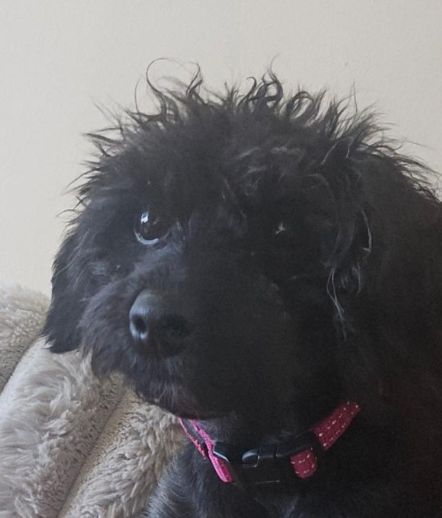 Lil' Bird, Adoptable, Puppy Female Poodle (Toy).