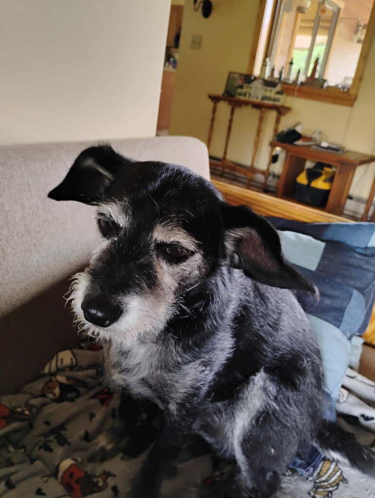NOVA, adopted, Senior Male Jack Russell Terrier & Schnauzer.