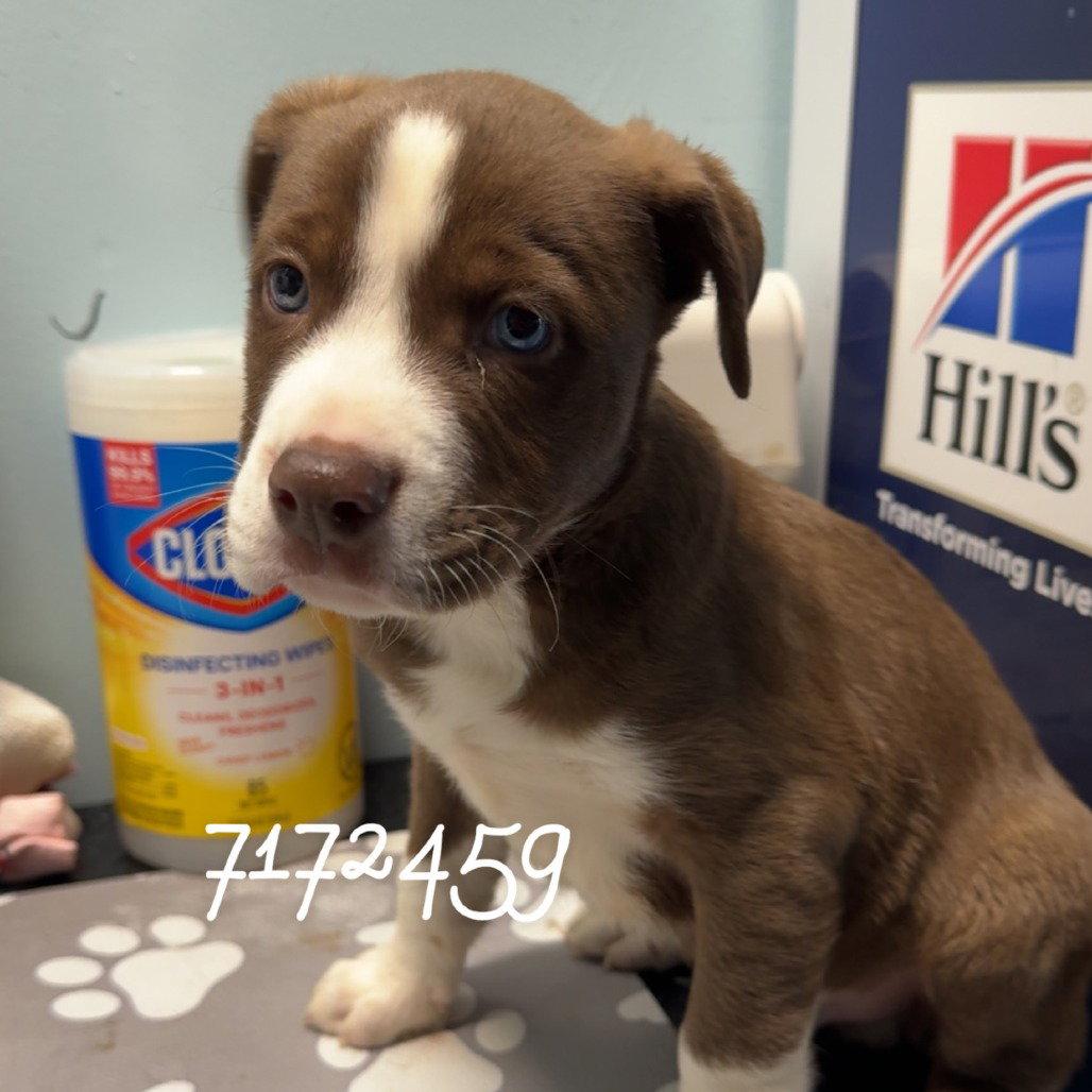 ALPHA, Adopted, Puppy Male Border Collie & Pit Bull Terrier.