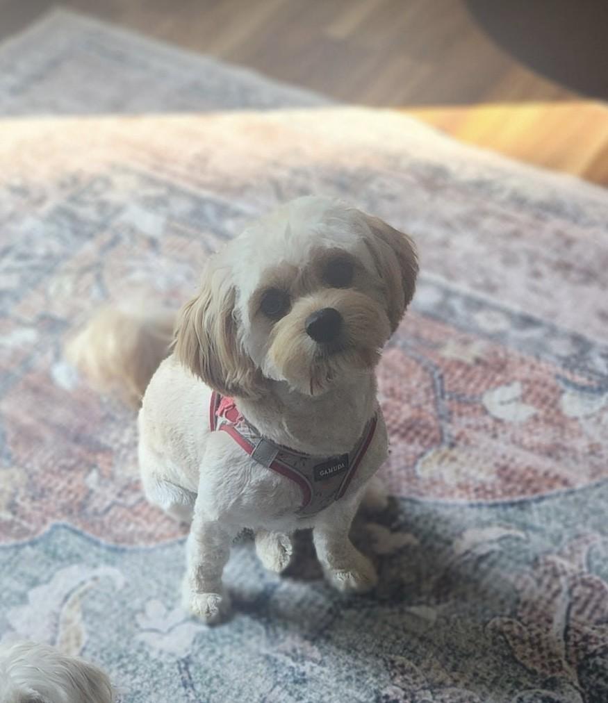 Enlarge Conner, a Adopted Cavachon in South Charleston, OH image 1/2