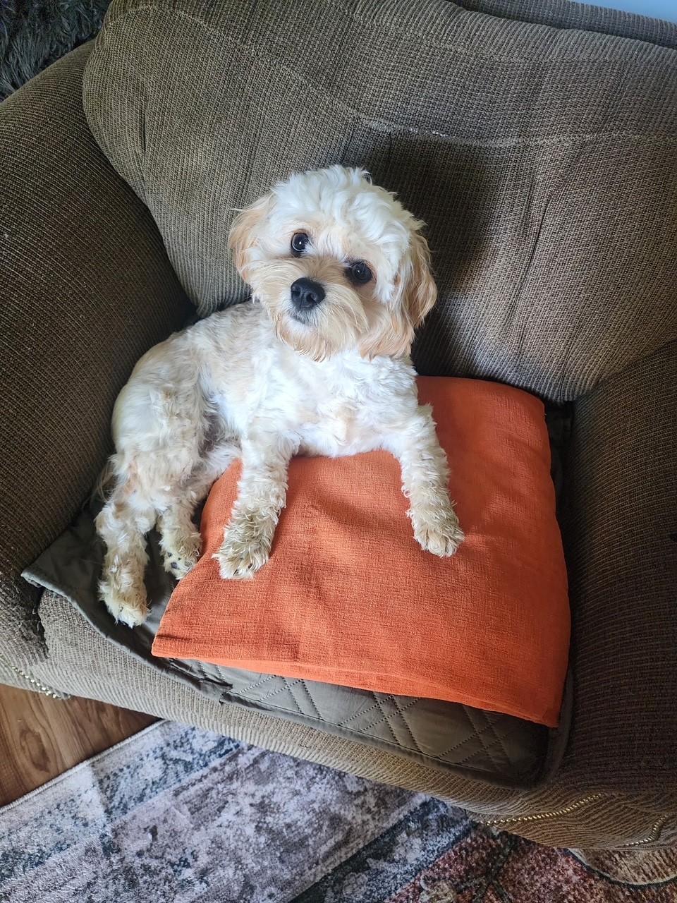 Enlarge Conner, a Adopted Cavachon in South Charleston, OH image 2/2