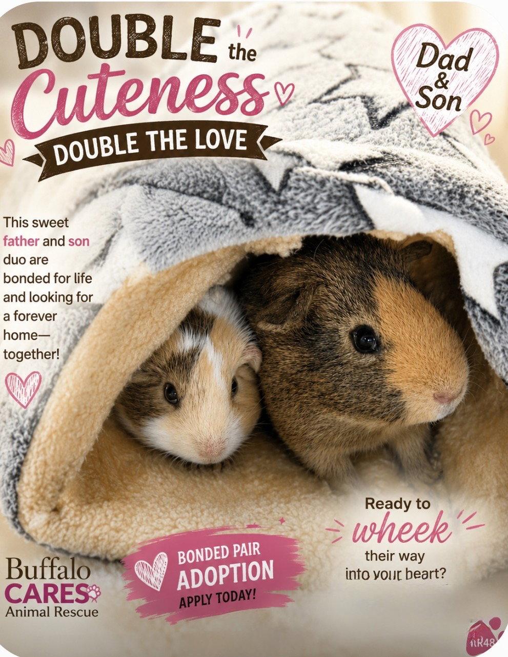 Enlarge Butterscotch and Chocolate Chip, a Adoptable Guinea Pig in Tonawanda, NY image 1/3