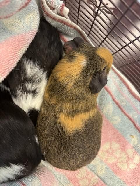 Enlarge Butterscotch and Chocolate Chip, a Adoptable Guinea Pig in Tonawanda, NY image 2/3