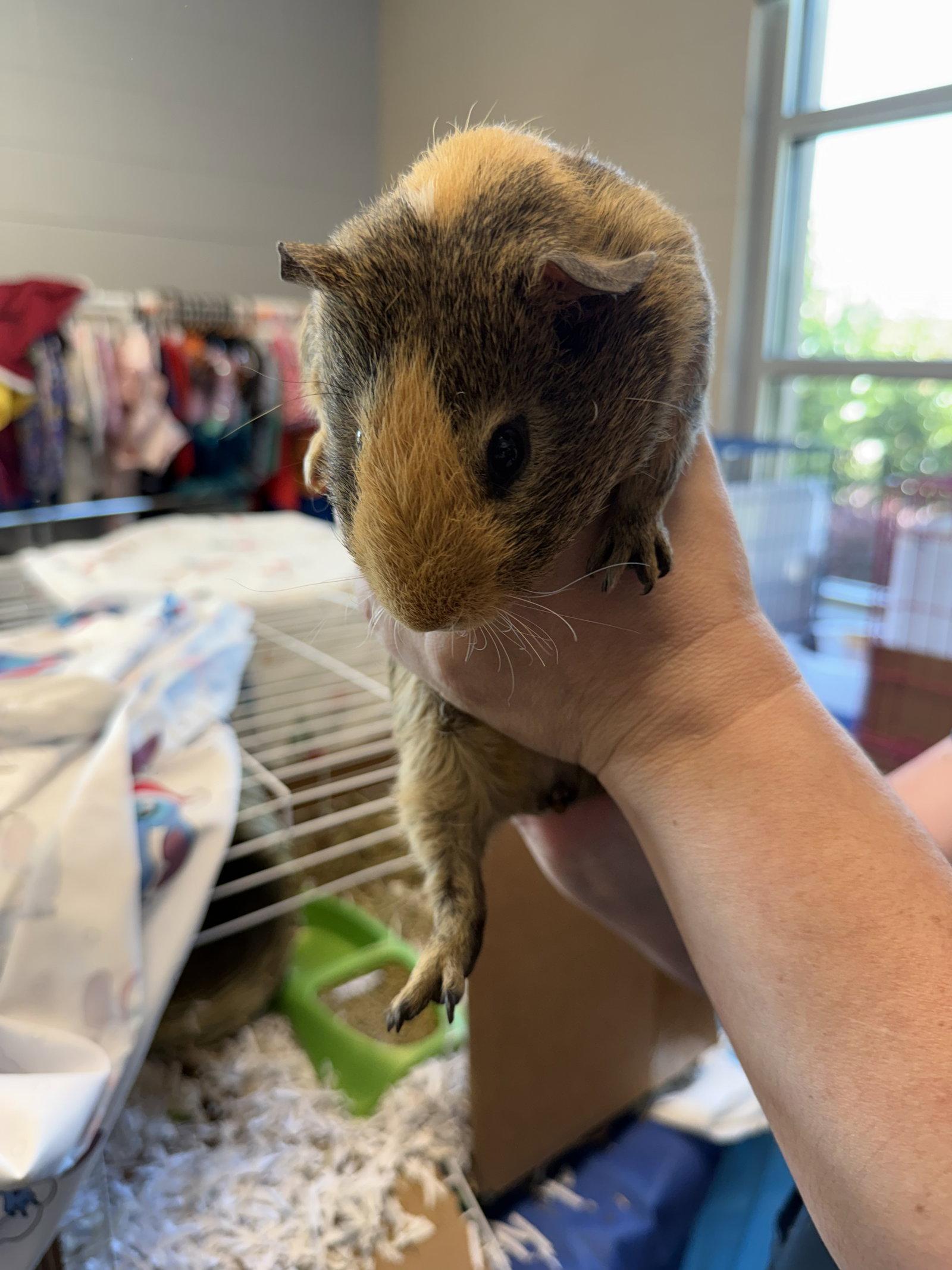 Enlarge Butterscotch and Chocolate Chip, a Adoptable Guinea Pig in Tonawanda, NY image 3/3