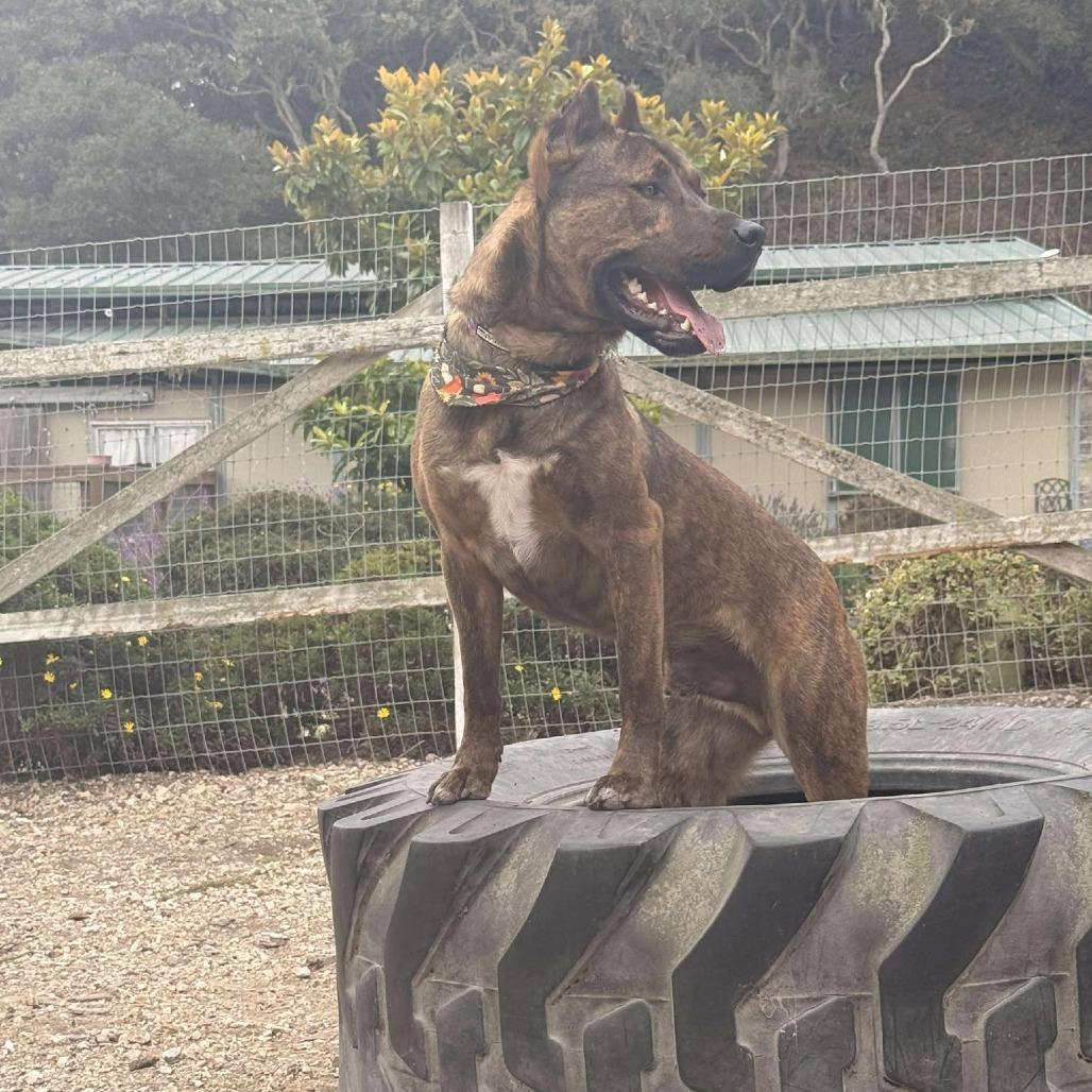 Rambo, Adoptable, Adult Male American Staffordshire Terrier.