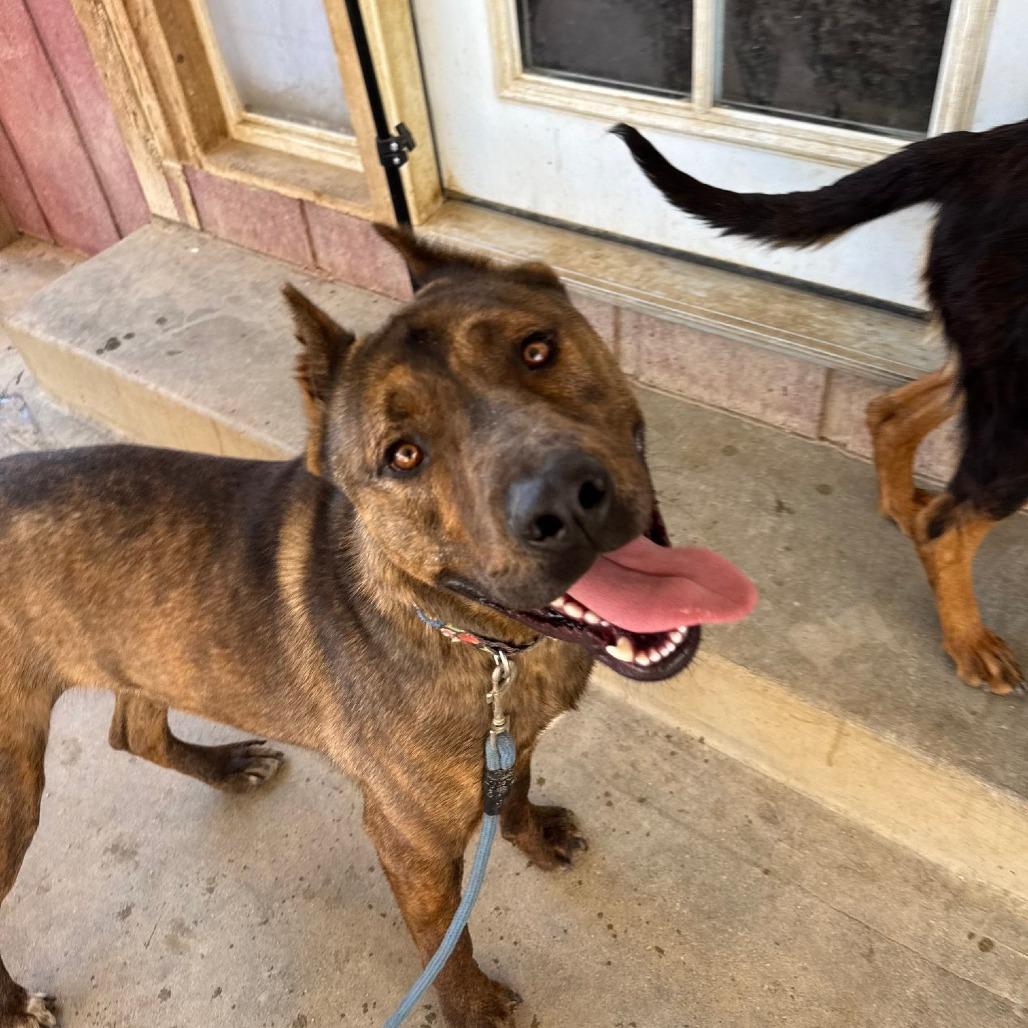 Enlarge Rambo, a Adoptable American Staffordshire Terrier in Lompoc, CA image 2/6