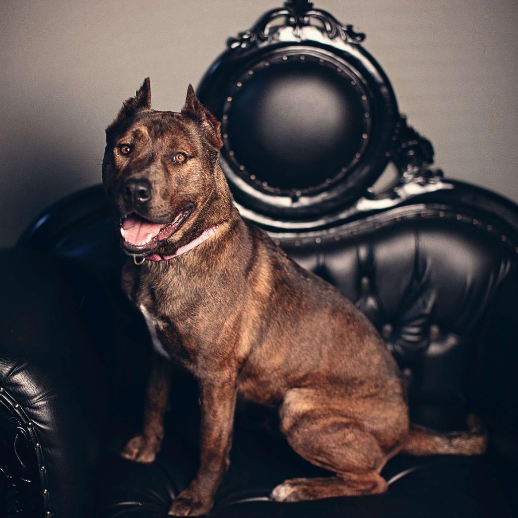 Enlarge Rambo, a Adoptable American Staffordshire Terrier in Lompoc, CA image 3/6