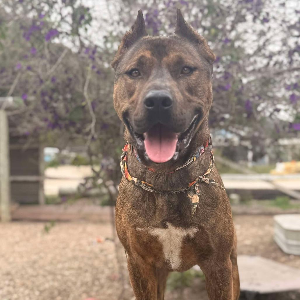 Enlarge Rambo, a Adoptable American Staffordshire Terrier in Lompoc, CA image 4/6